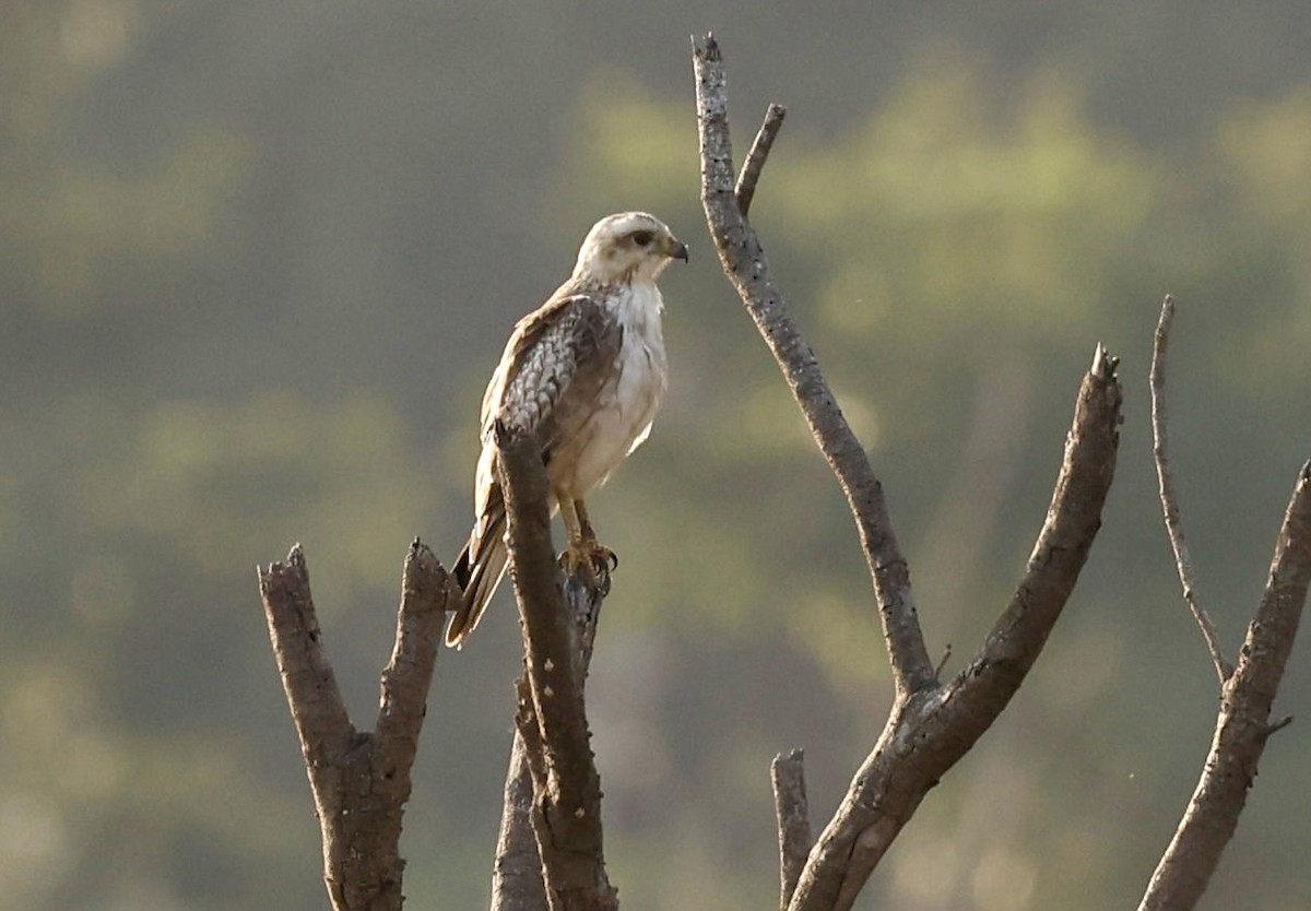 White-eyed Buzzard - ML646725866