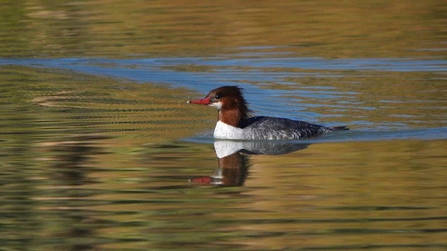 Common Merganser - ML646725867