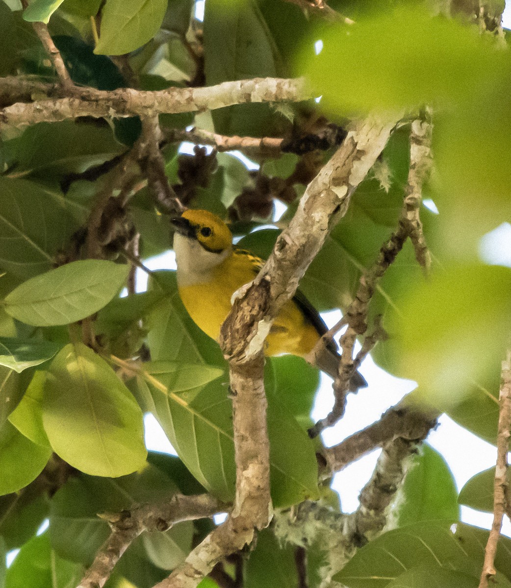 Silver-throated Tanager - ML646725869