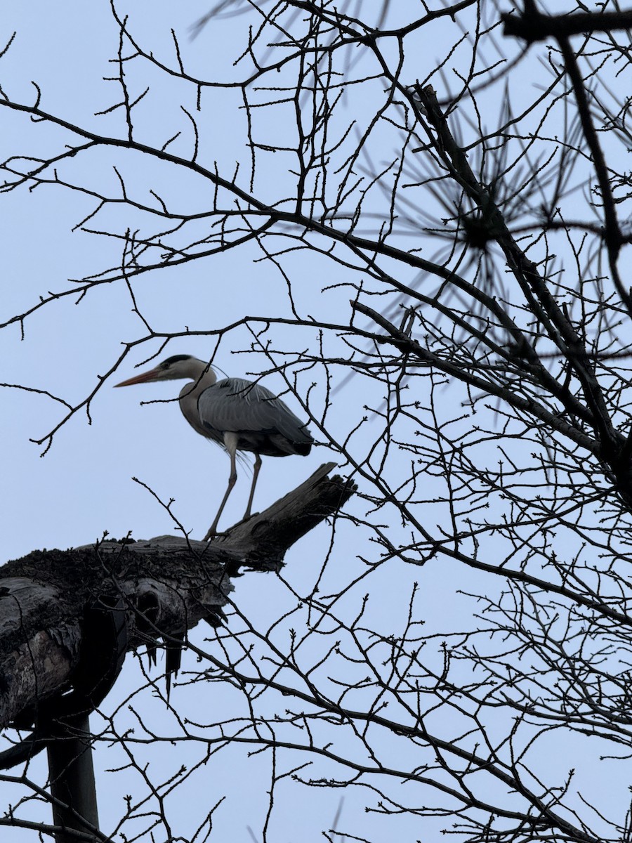 Gray Heron - ML646725870