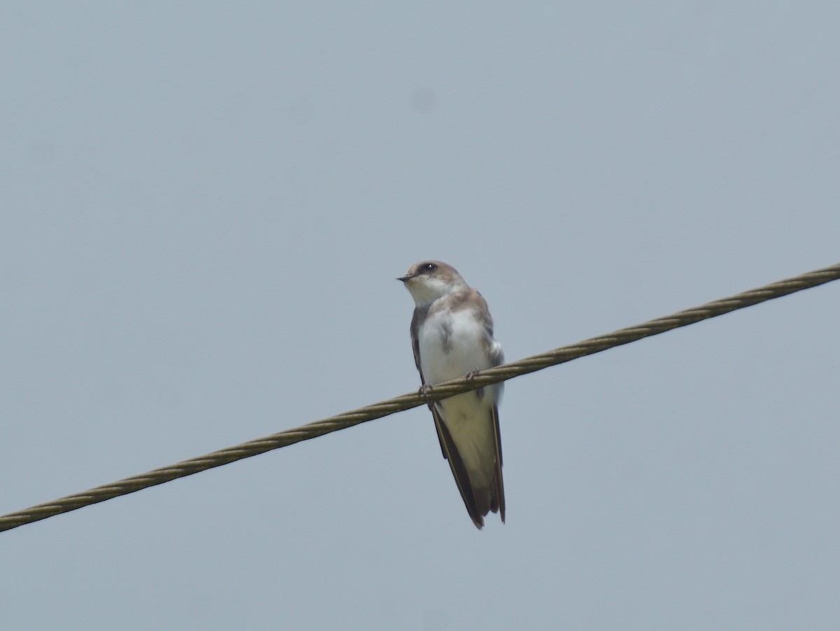 Bank Swallow - ML646725871