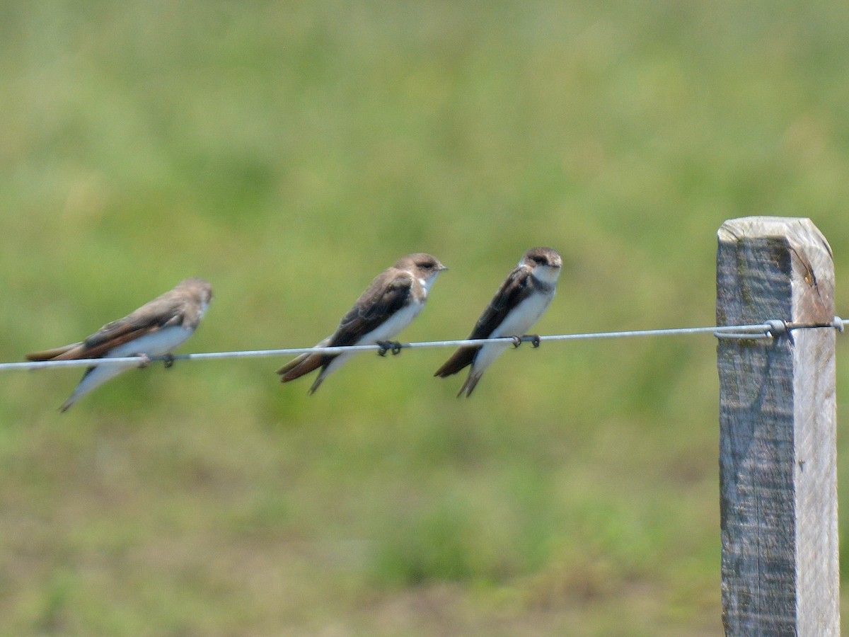 Bank Swallow - ML646725872
