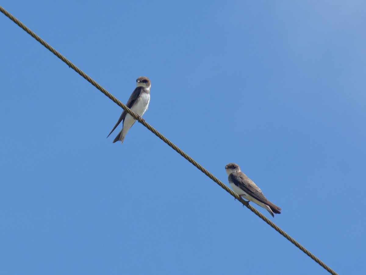 Bank Swallow - ML646725873