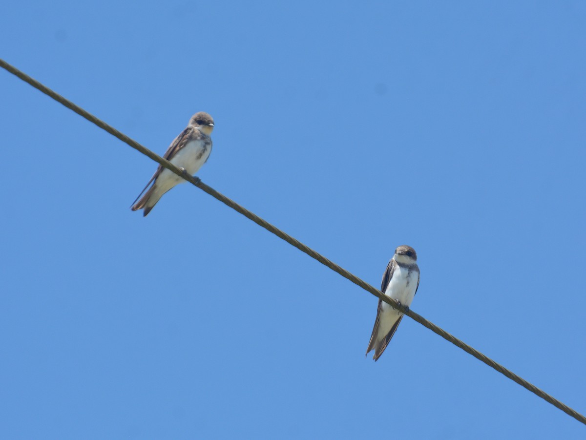 Bank Swallow - ML646725874