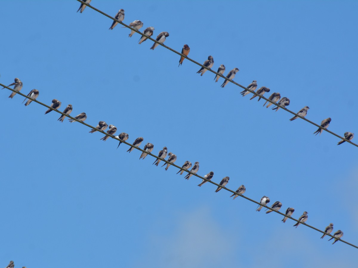 Bank Swallow - ML646725875