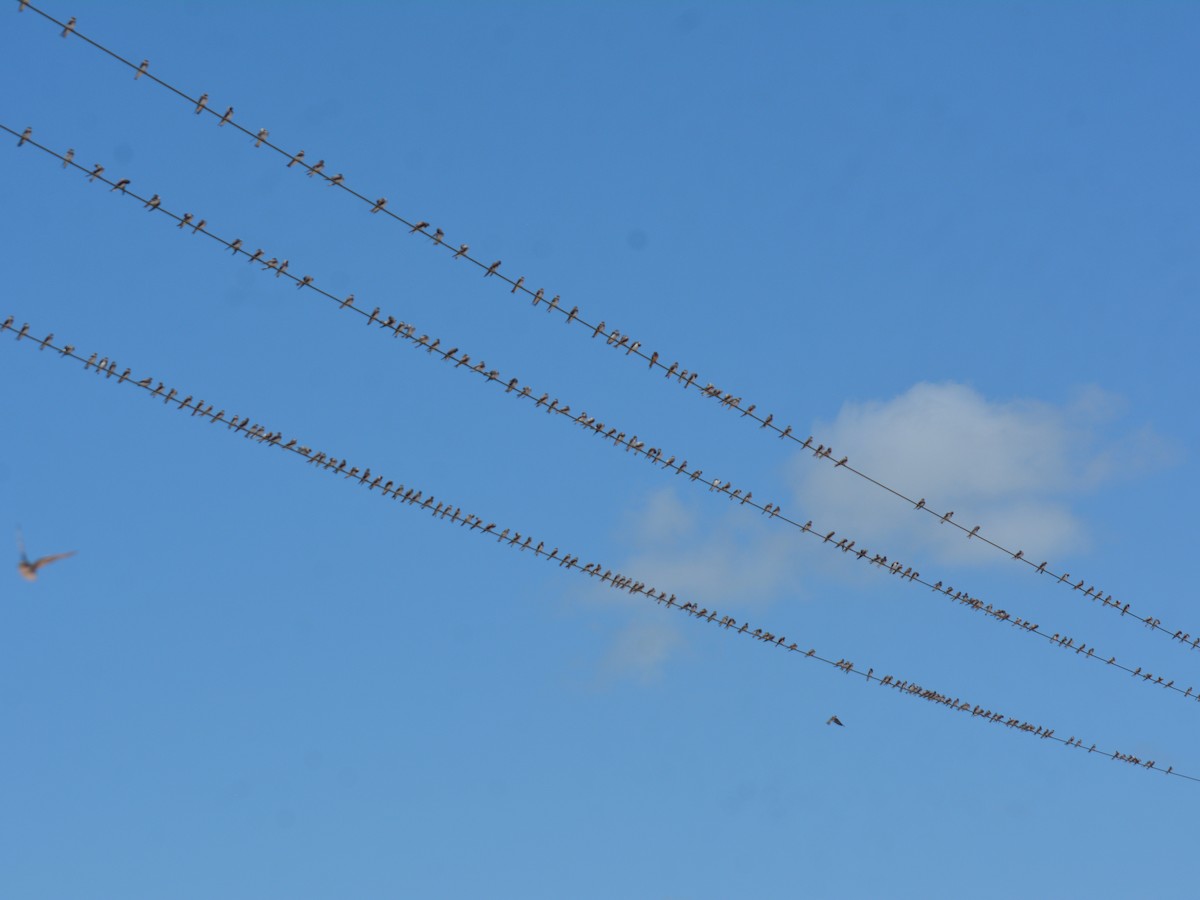 Bank Swallow - ML646725876