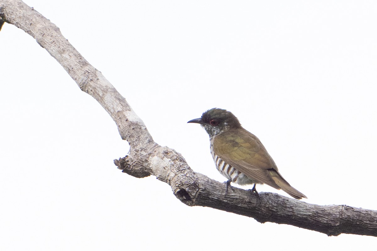 Little Bronze-Cuckoo - ML646725877