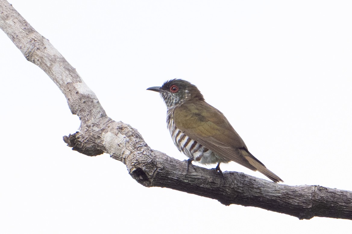 Little Bronze-Cuckoo - ML646725878