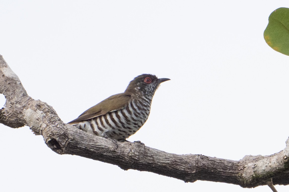 Little Bronze-Cuckoo - ML646725879