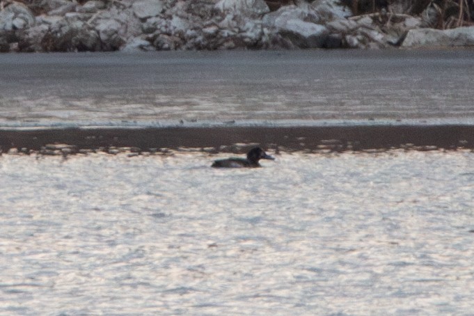 Greater/Lesser Scaup - ML646725880