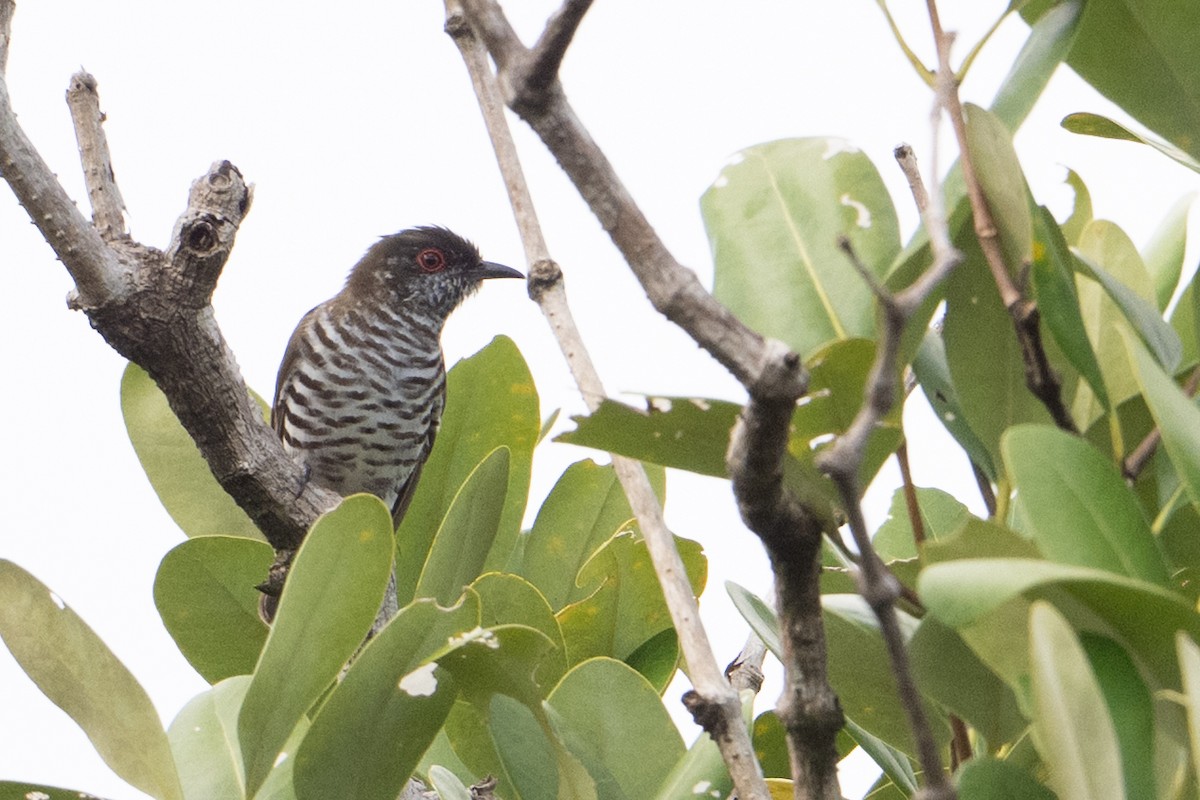 Little Bronze-Cuckoo - ML646725881