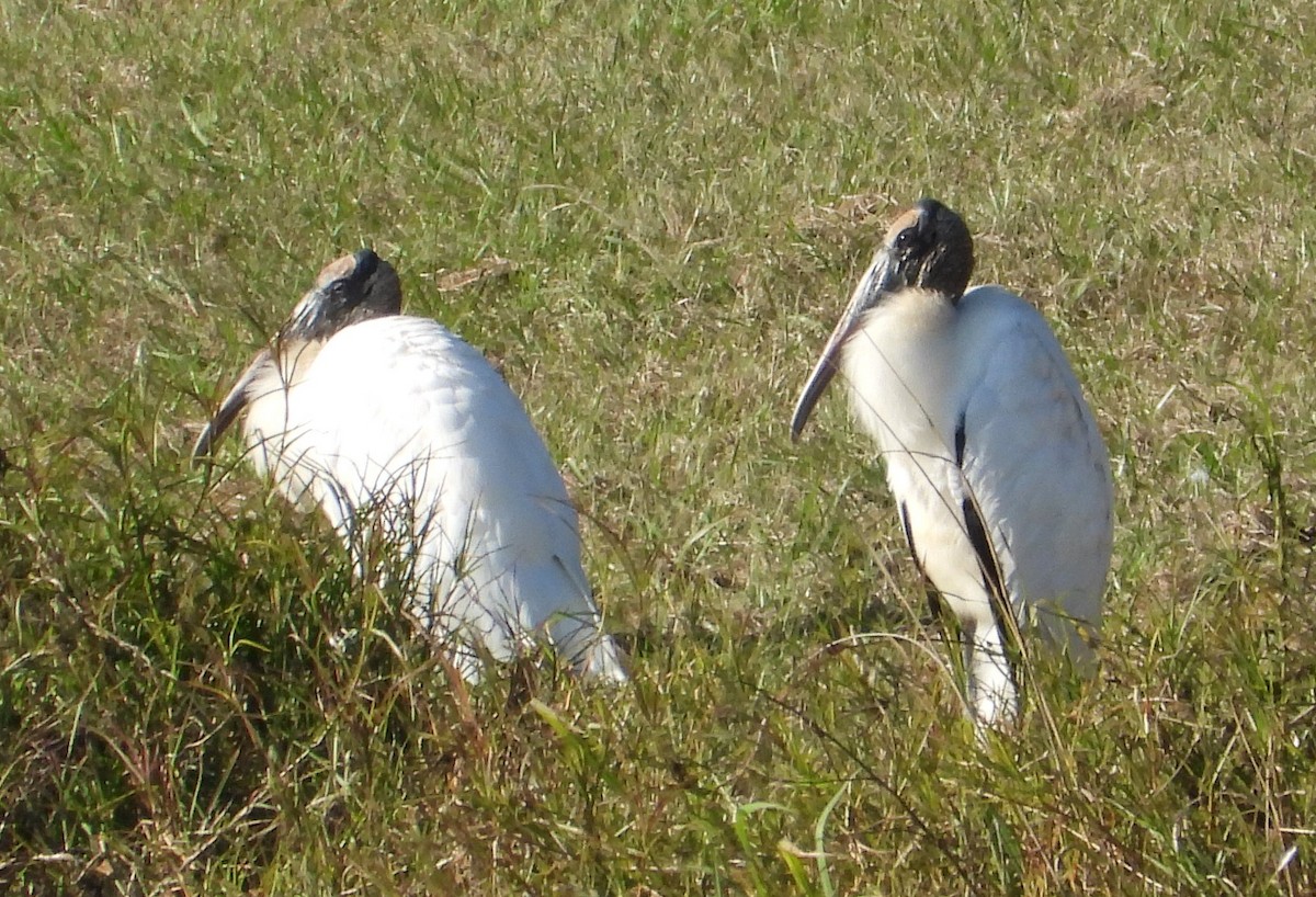 Wood Stork - ML646725882