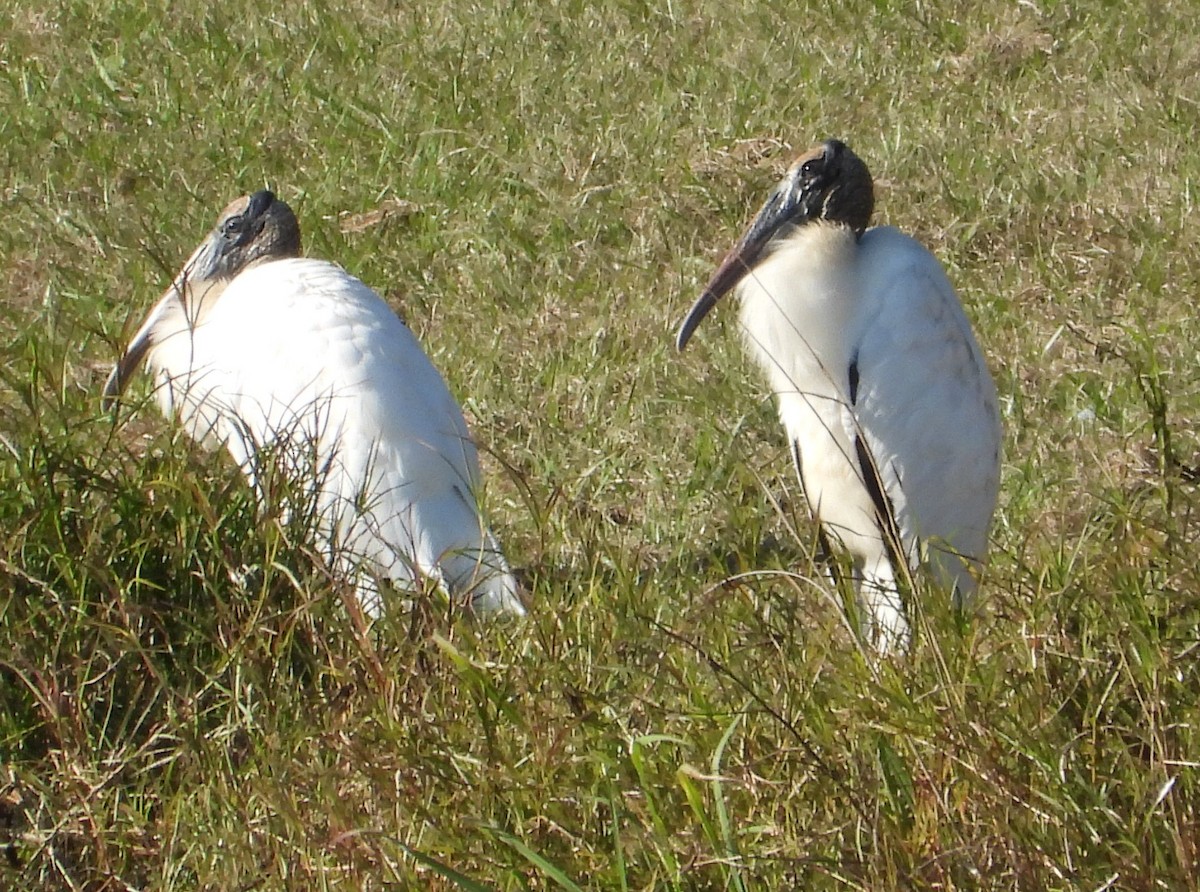 Wood Stork - ML646725883