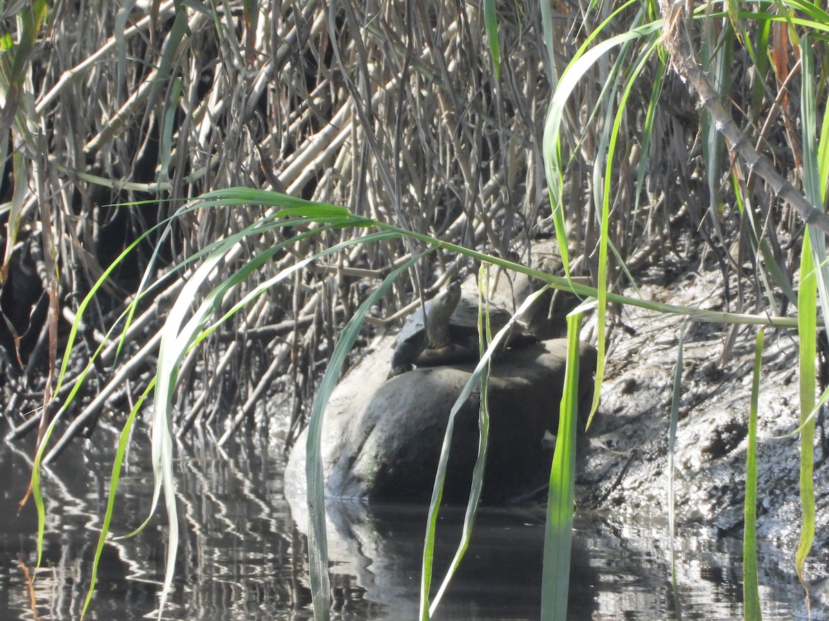 Animals - ML646725884