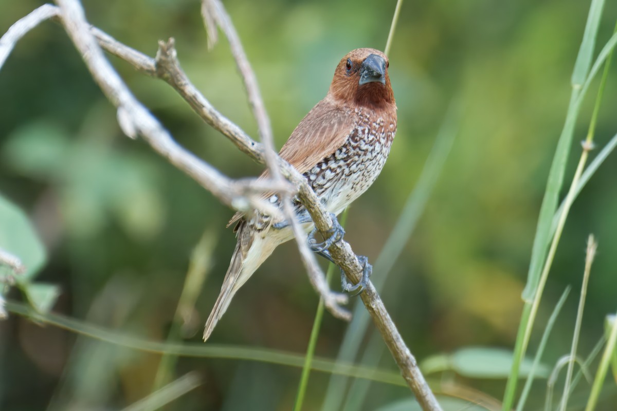 Scaly-breasted Munia - ML646725885