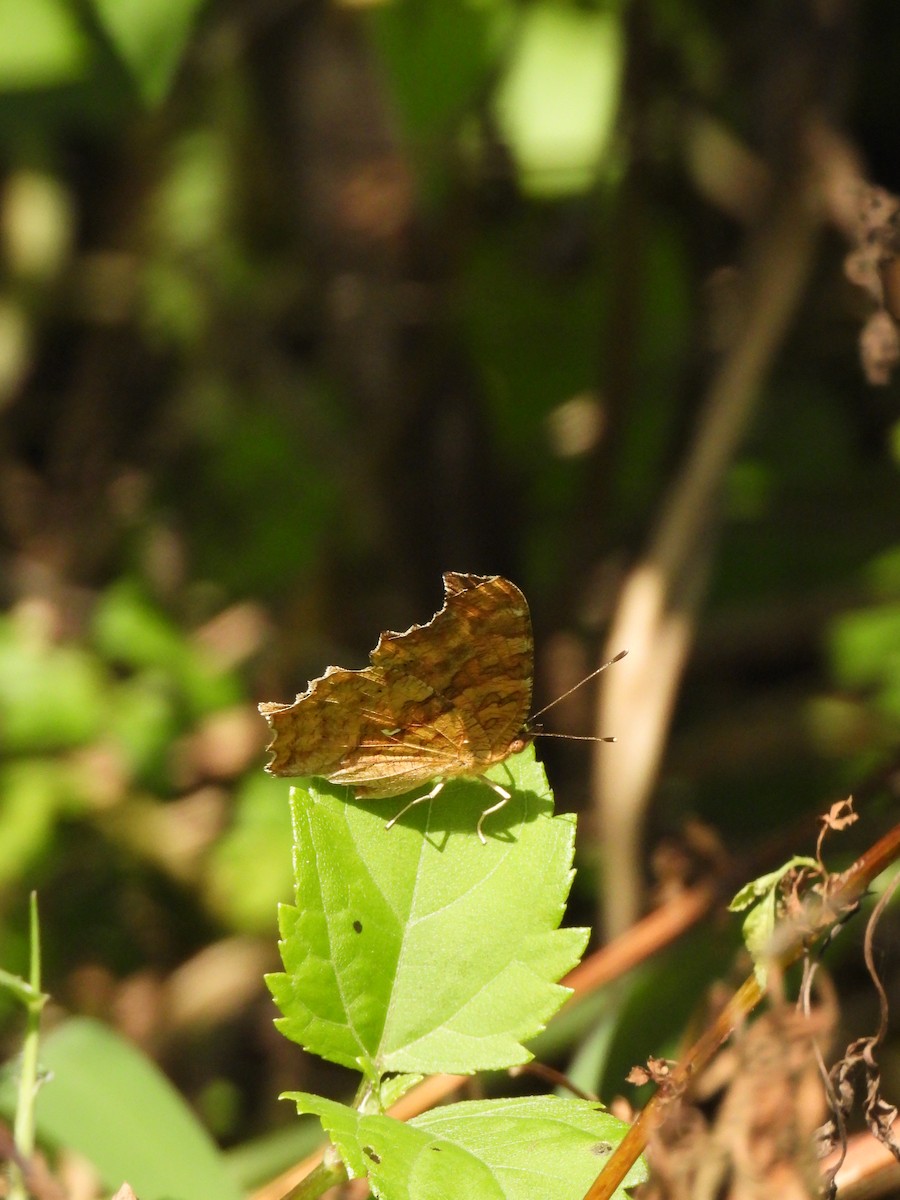 Animals - ML646725888