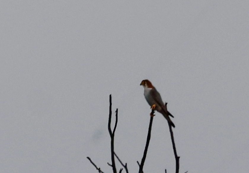 Red-necked Falcon - ML646725889