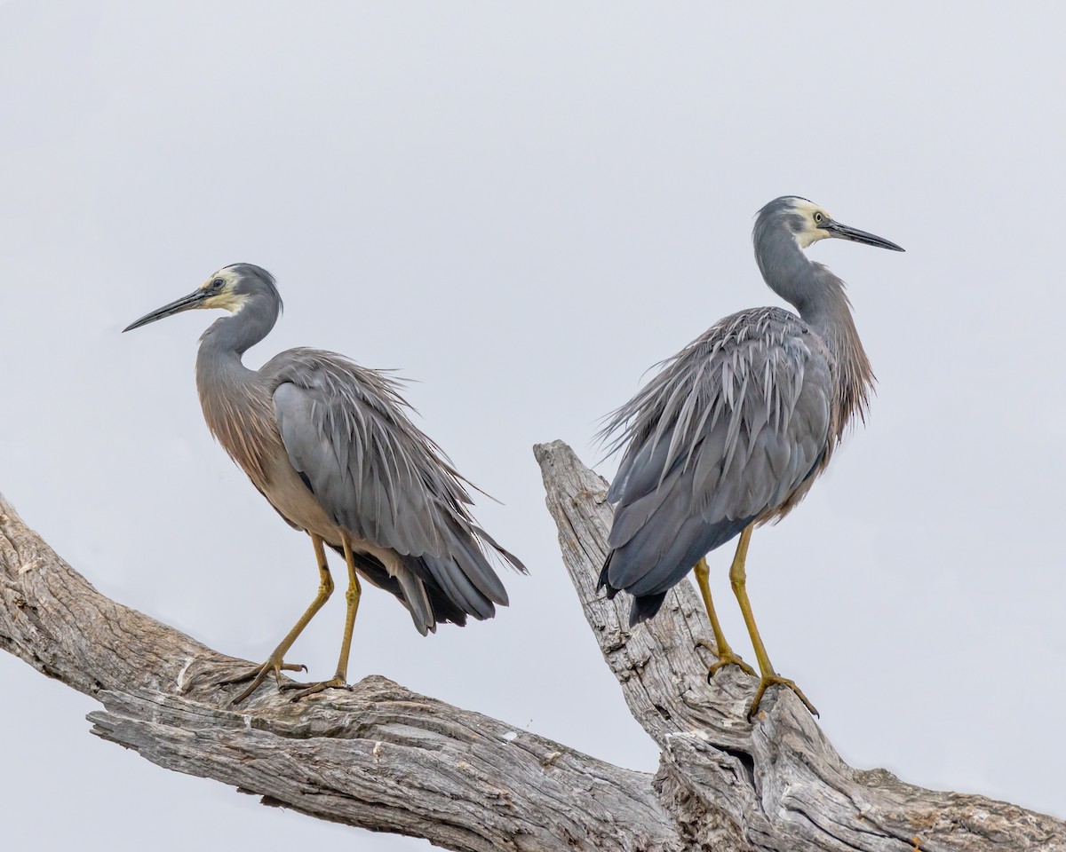White-faced Heron - ML646725890