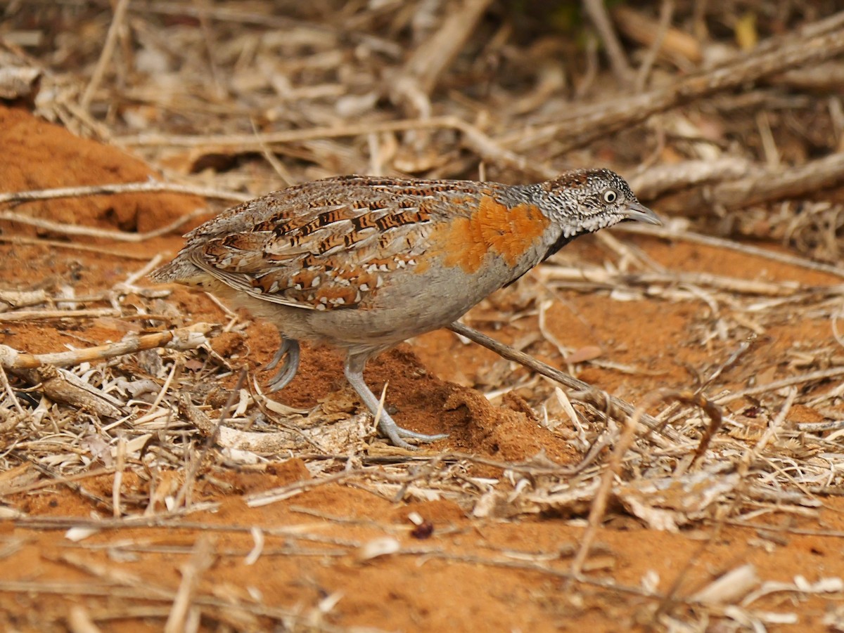 Madagascar Buttonquail - ML646725894