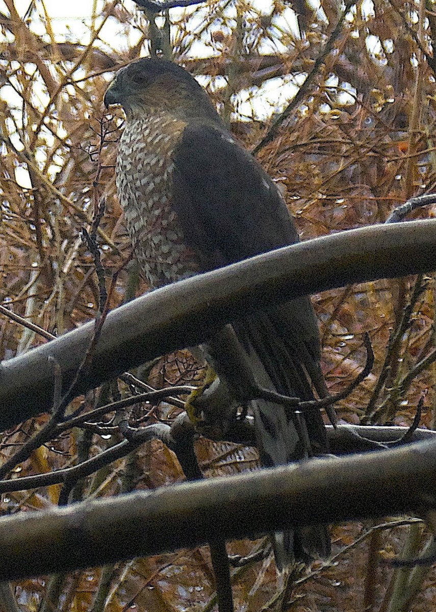 Sharp-shinned Hawk (Northern) - ML646725895