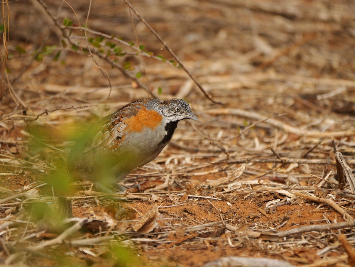 Madagascar Buttonquail - ML646725896