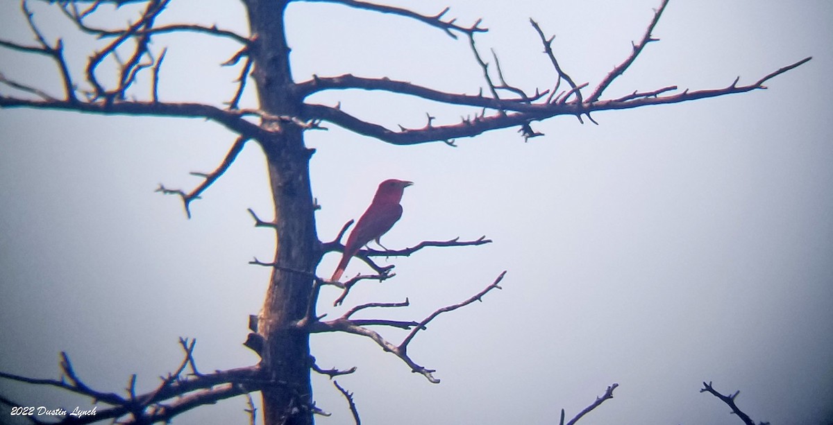 Summer Tanager - ML646725898