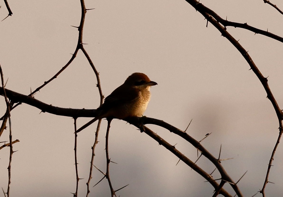 Brown Shrike - ML646725899