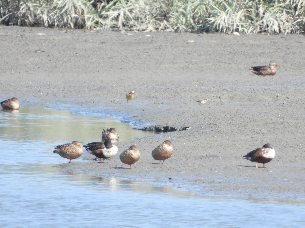 Northern Shoveler - ML646725900