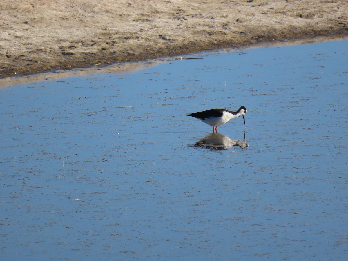 Black-necked Stilt - ML646725901