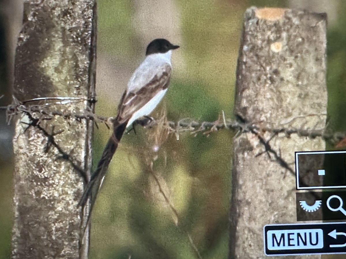 Fork-tailed Flycatcher - ML646725902