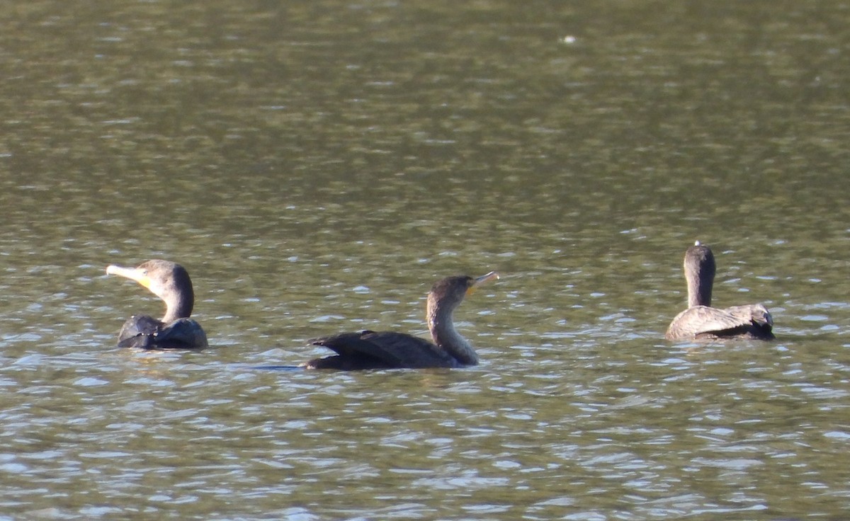 Double-crested Cormorant - ML646725906