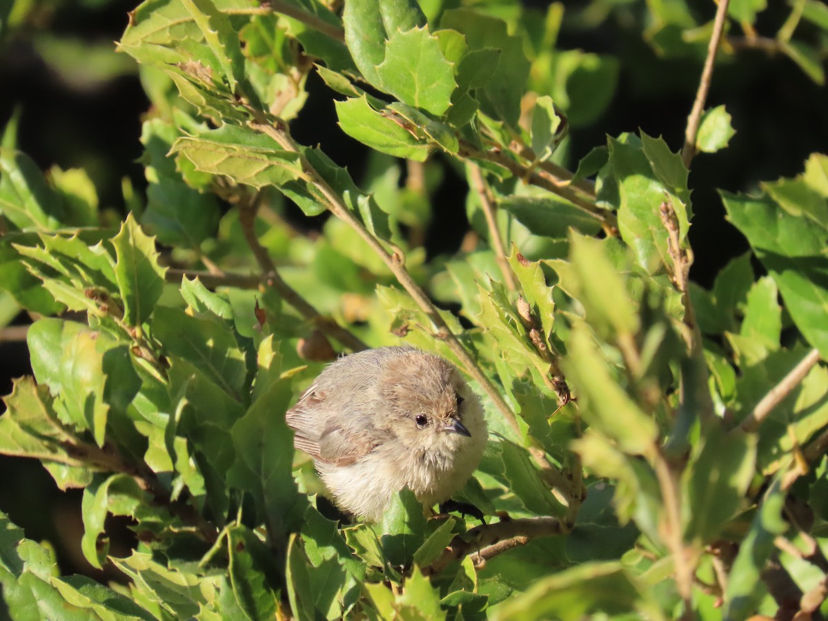 Bushtit - ML646725907