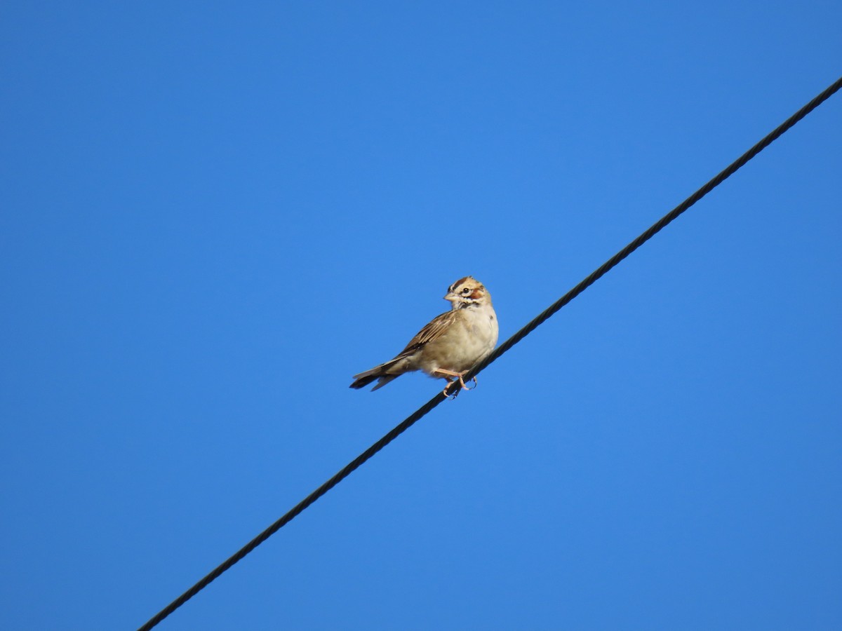 Lark Sparrow - ML646725912