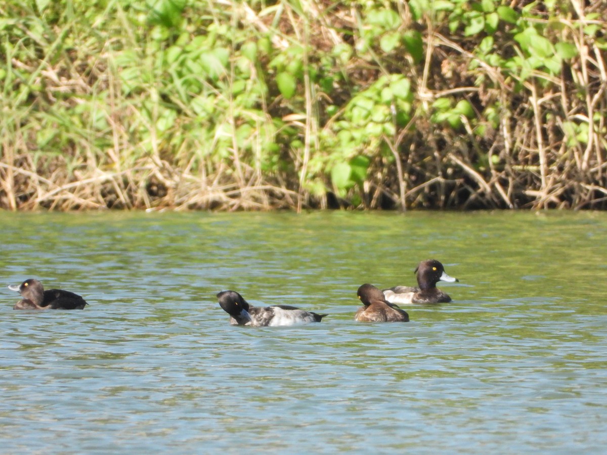 Tufted Duck - ML646725913