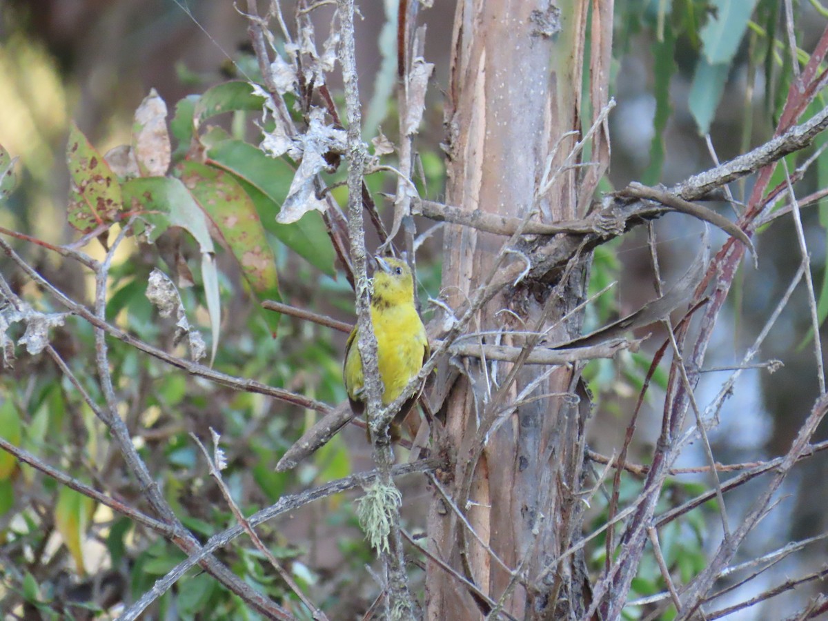 Turpial Enmascarado - ML646725914