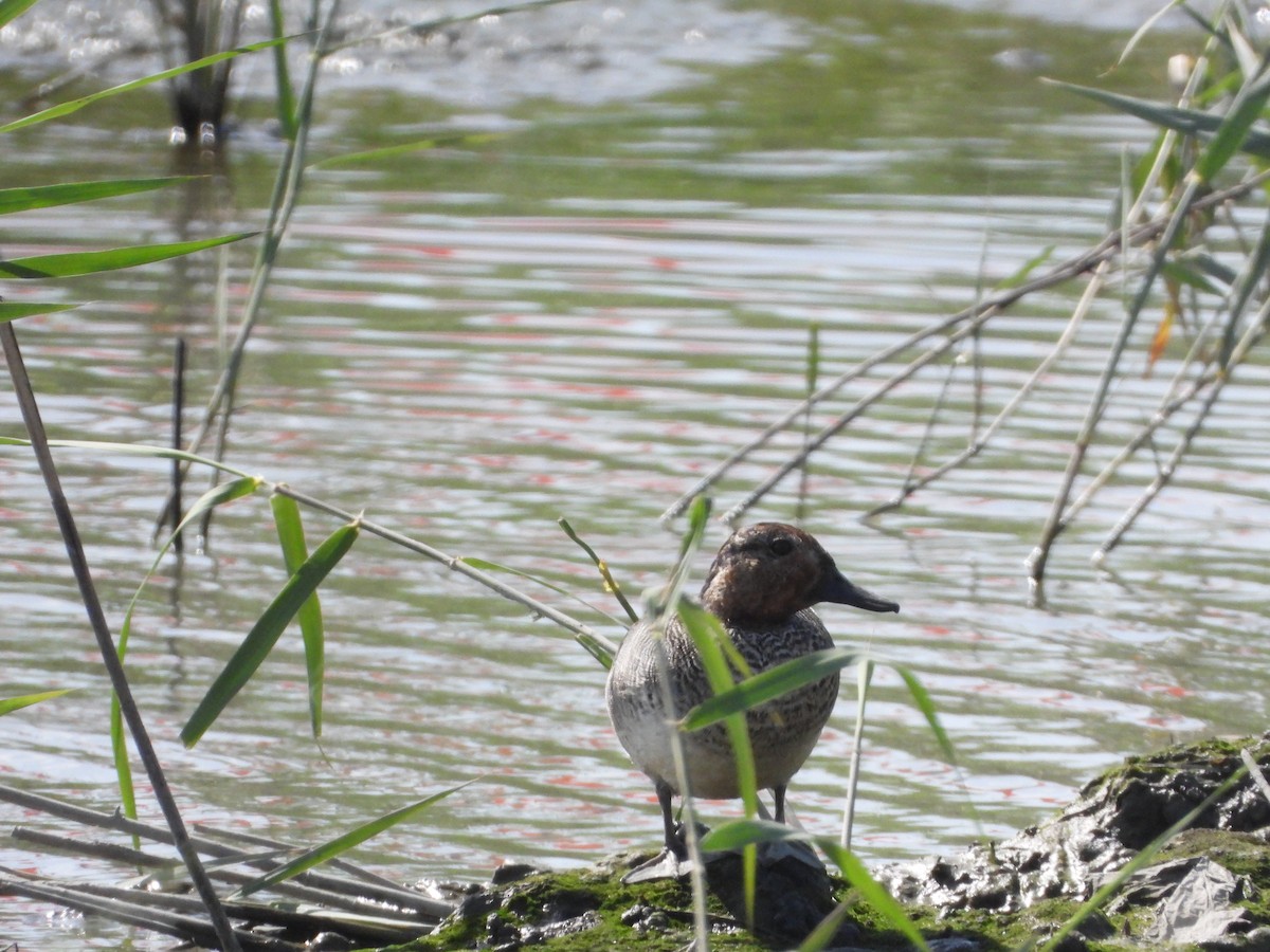 Green-winged Teal - ML646725915