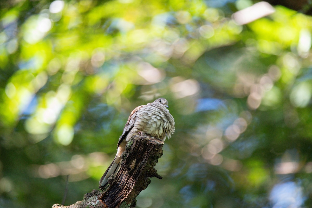 Inca Dove - ML646725923