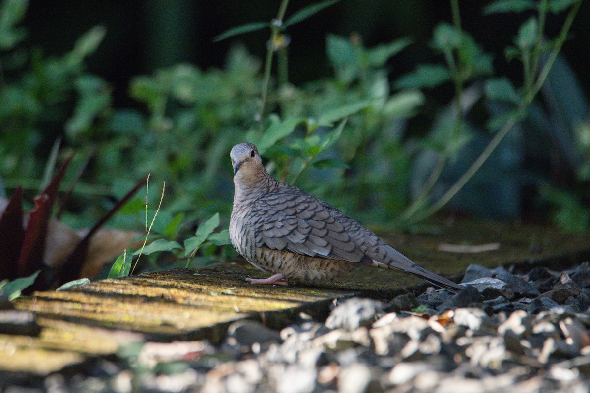 Inca Dove - ML646725924