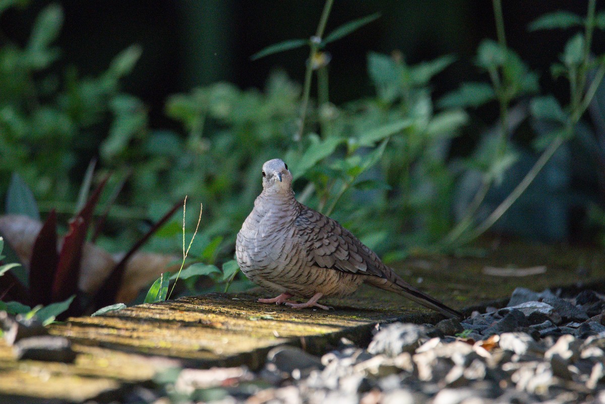 Inca Dove - ML646725925