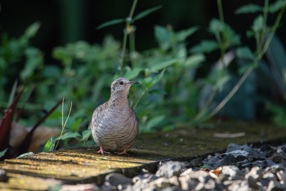 Inca Dove - ML646725926