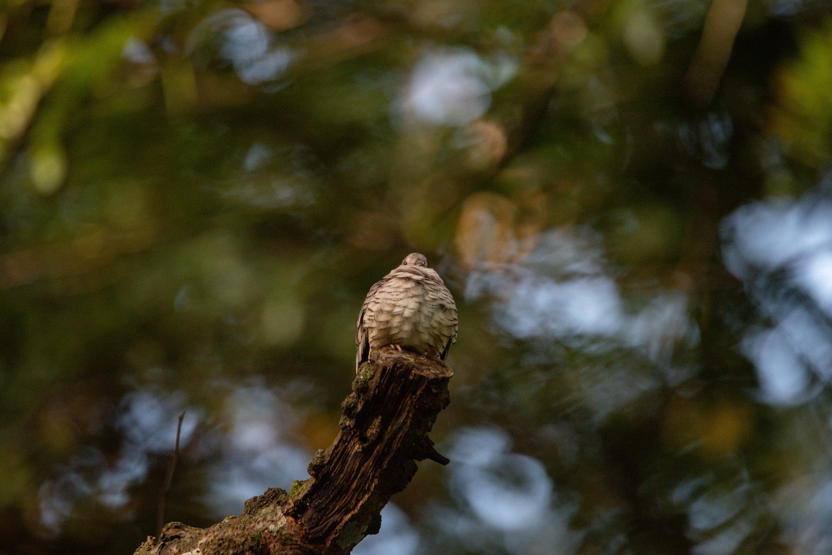 Inca Dove - ML646725927