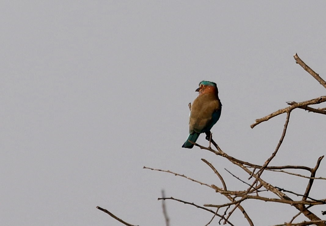 Indian Roller - ML646725931