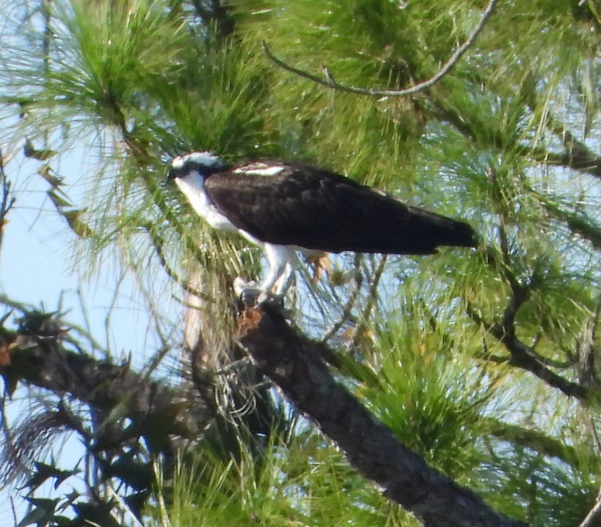 Osprey - ML646725932