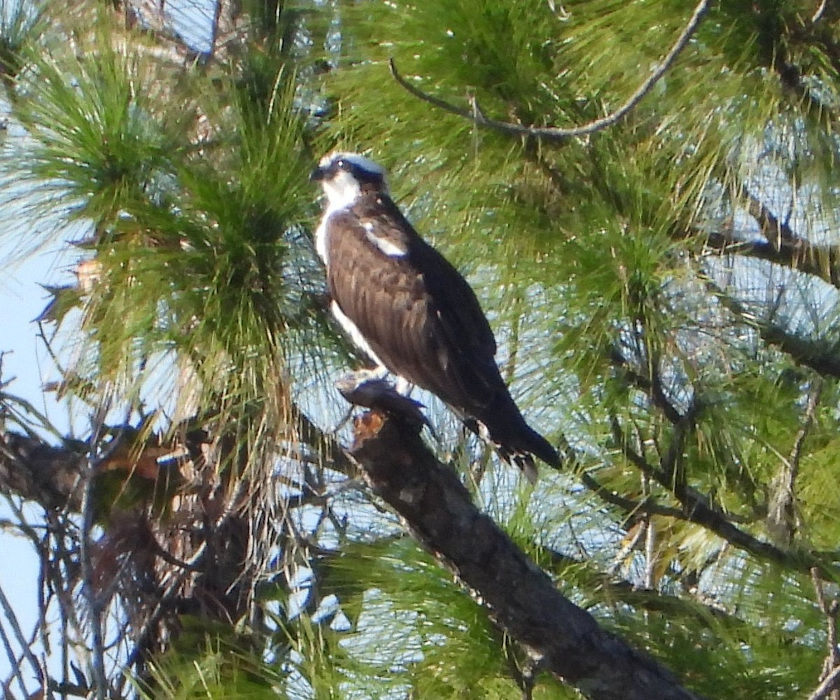 Osprey - ML646725933