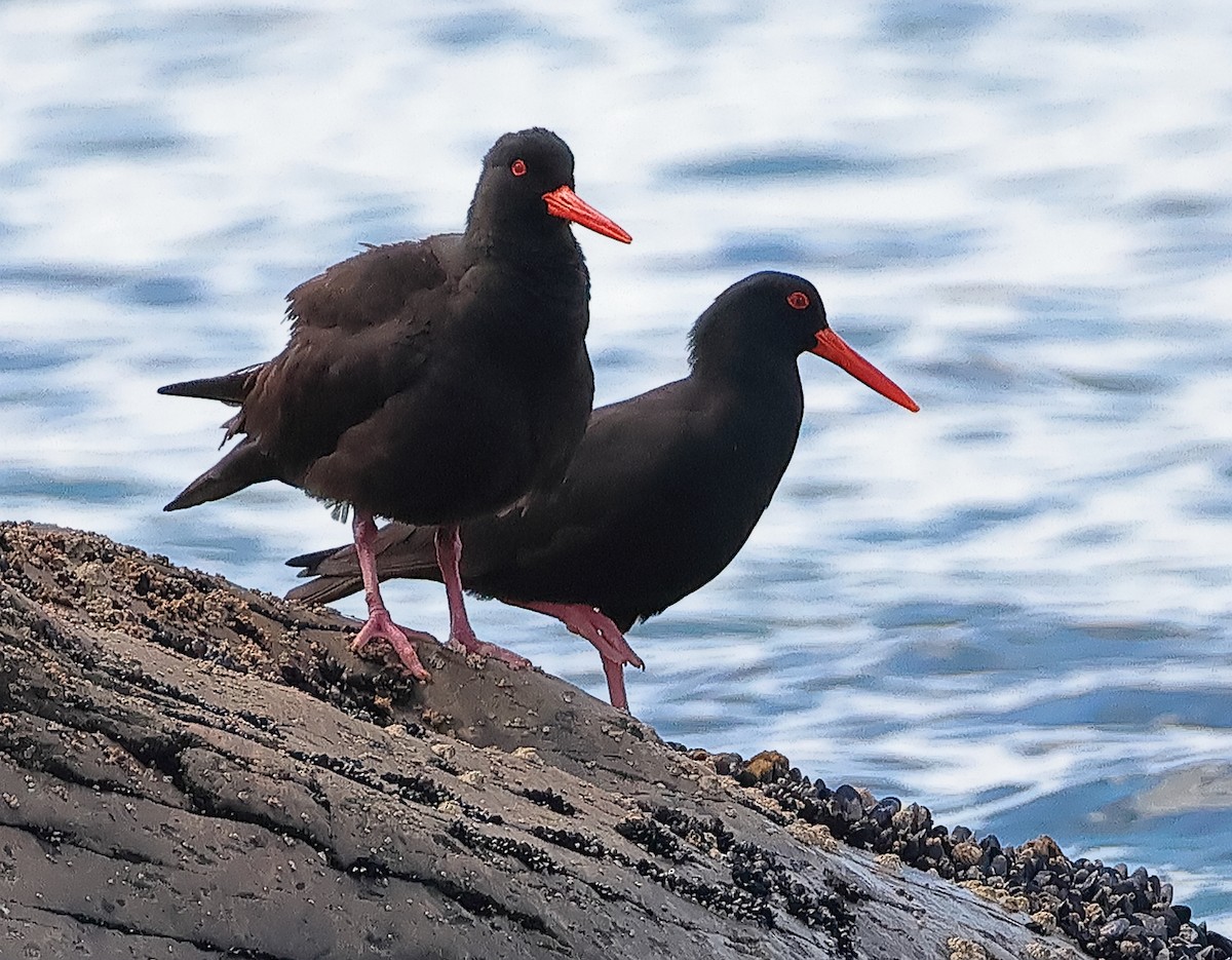 Sooty Oystercatcher - ML646725934