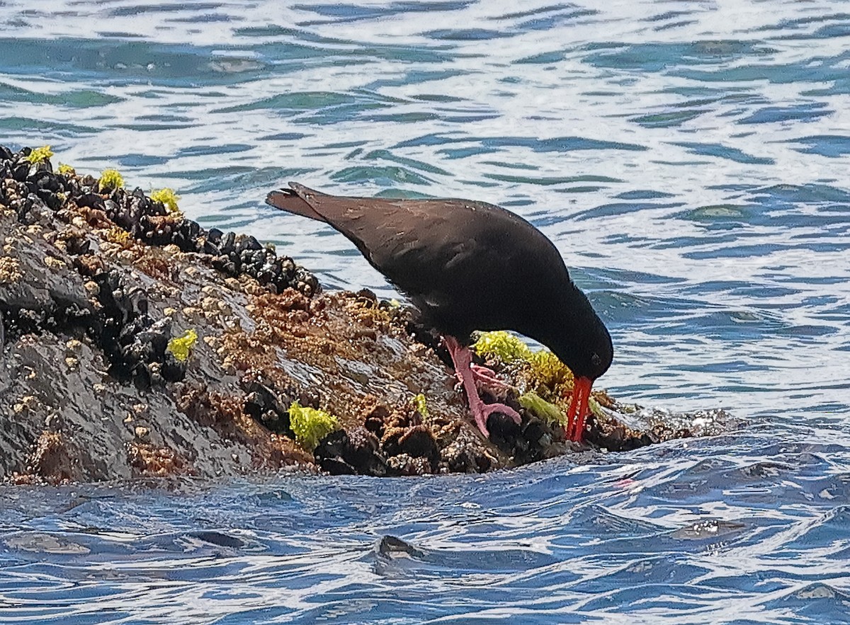 Sooty Oystercatcher - ML646725935