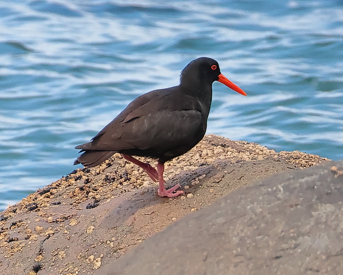 Sooty Oystercatcher - ML646725936