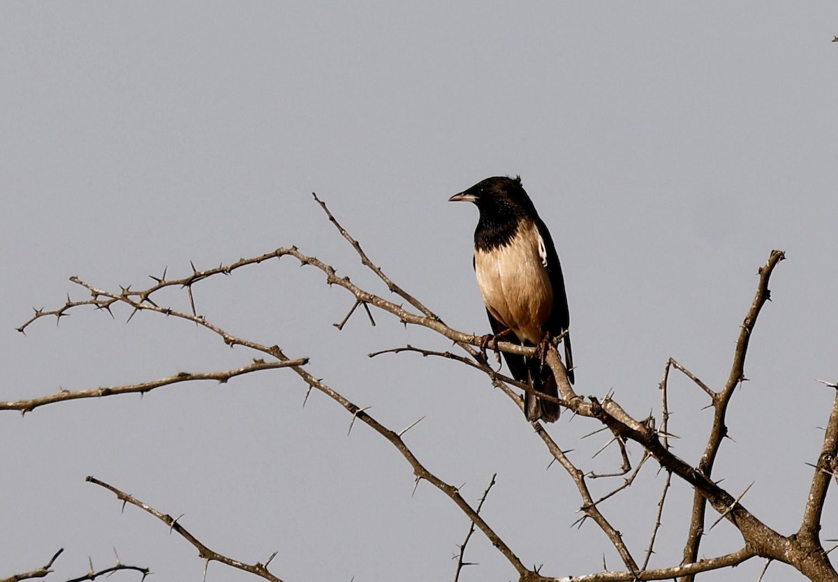 Rosy Starling - ML646725940