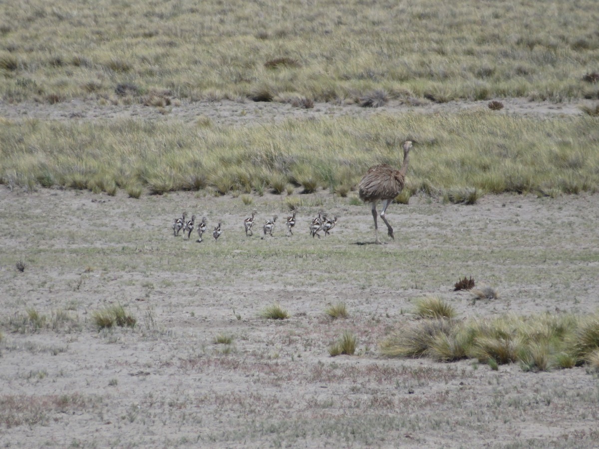 Lesser Rhea - ML646725944