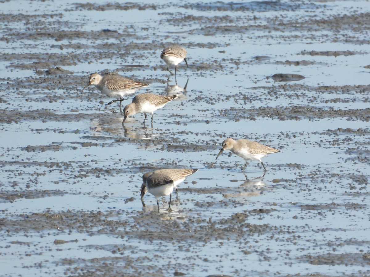 Dunlin - ML646725948